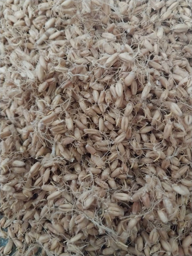 جوانه گندم آسیاب نشده هامسه